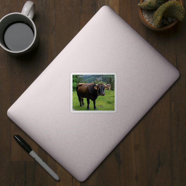 Swiss Cow 2 by photosbyalexis